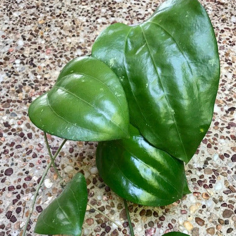 Hoya glabra Sumatra IML 1335 H364