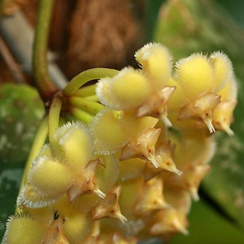 Hoya imbricata H319