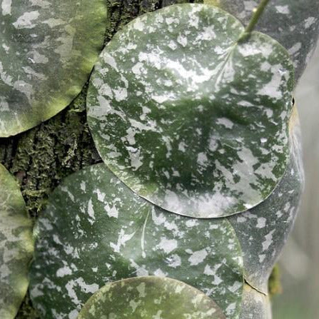 Hoya imbricata H319
