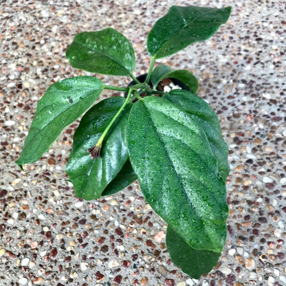Hoya lasiantha IML 1766 H320