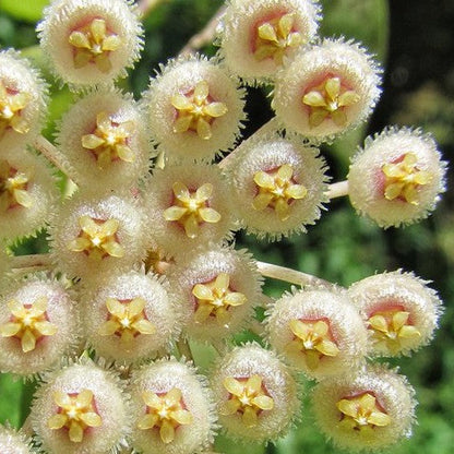 Hoya nabawanensis Malaysia IML 0078 H333