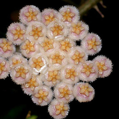 Hoya nabawanensis Malaysia IML 0078 H333