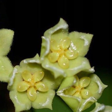 Hoya trigonolobus IML 1731 H337
