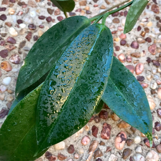 Hoya trigonolobus IML 1731 H337
