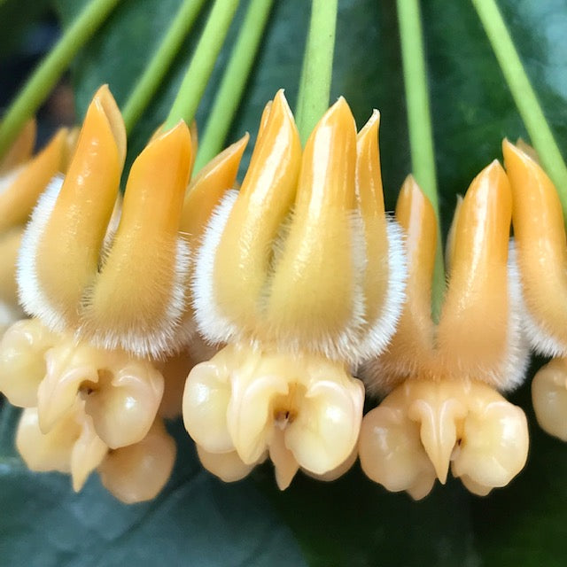 Hoya lasiantha IML 1766 H320