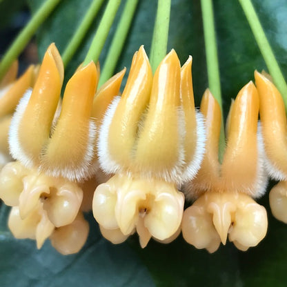 Hoya lasiantha IML 1766 H320