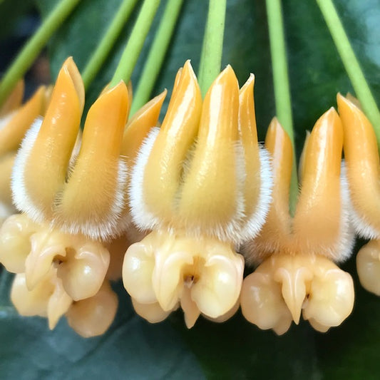 Hoya lasiantha IML 1766 H320