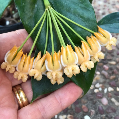 Hoya lasiantha IML 1766 H320