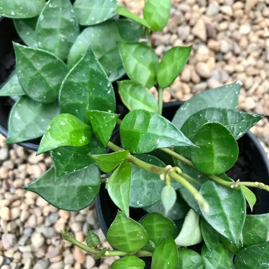 Hoya krohniana H309