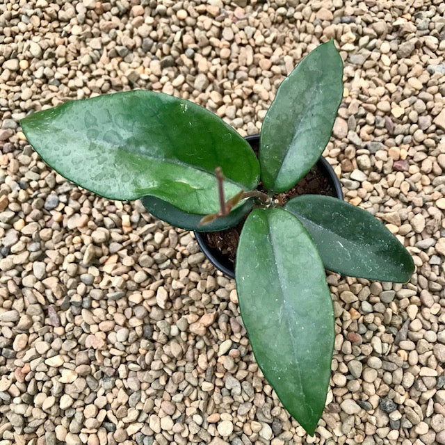 Hoya dasyantha H307