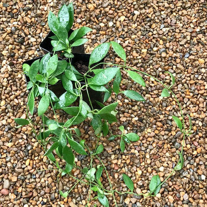 Dischidia acuminata D24