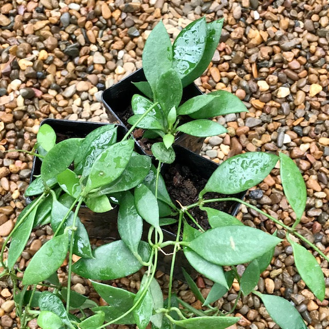 Dischidia acuminata D24