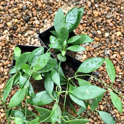 Dischidia acuminata D24