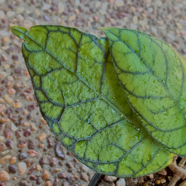Hoya callistophylla Sabah IML 1762 H316