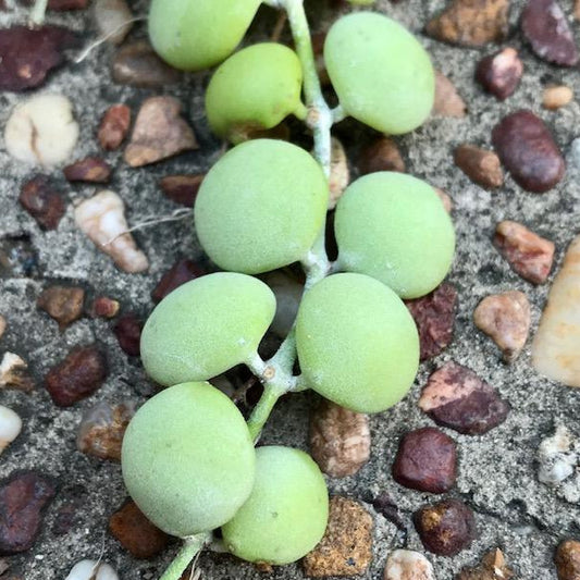 Dischidia nummularia - thick leaf D39