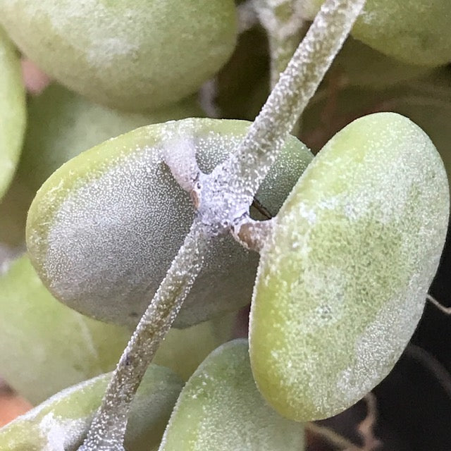Dischidia nummularia - thick leaf D39