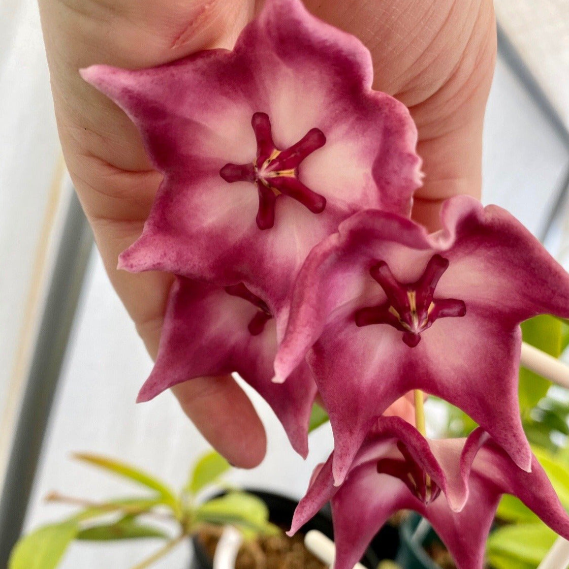Hoya liddleana H263