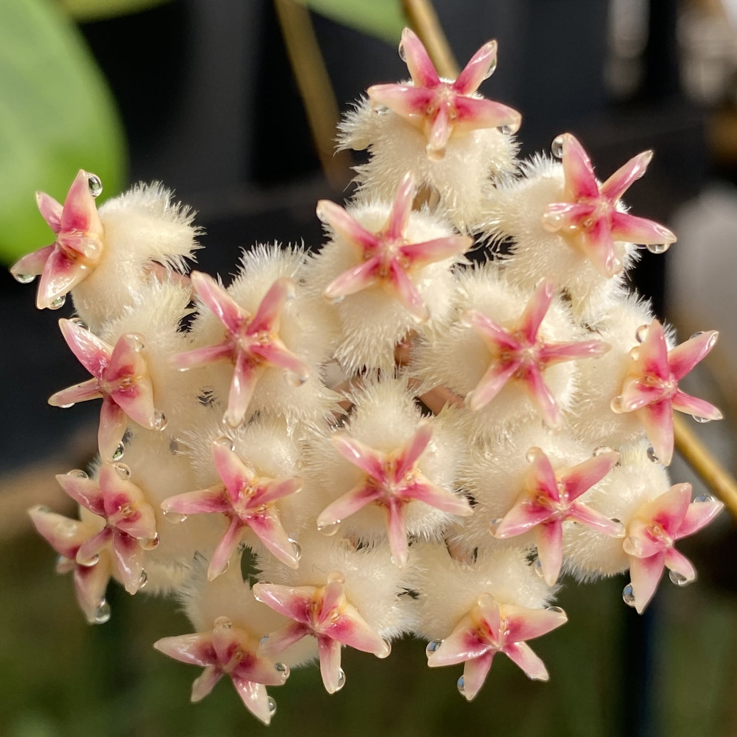 Hoya erythrostemma (white) IML 1428 H230