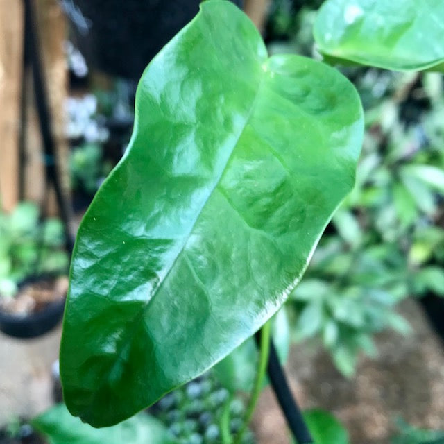 Hoya liddleana H263