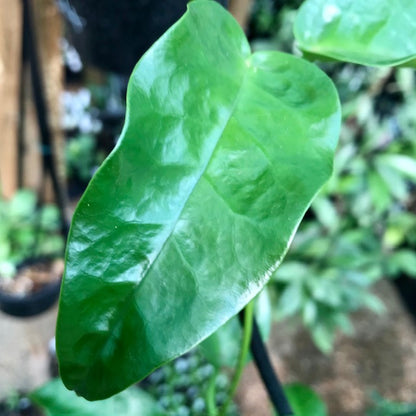 Hoya liddleana H263