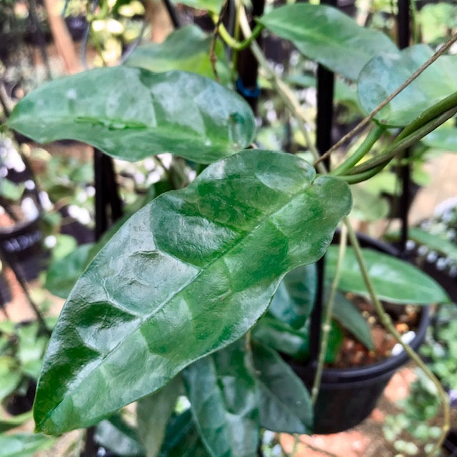 Hoya liddleana H263