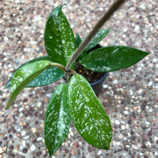 Hoya carnosa 'Freckles' H318