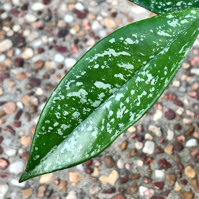 Hoya carnosa 'Freckles' H318