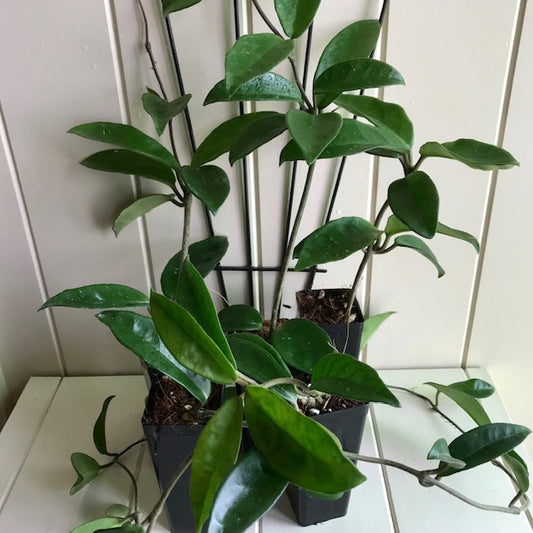 Wholesale - Hoya carnosa H8