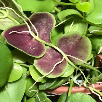 Dischidia cleistantha D31
