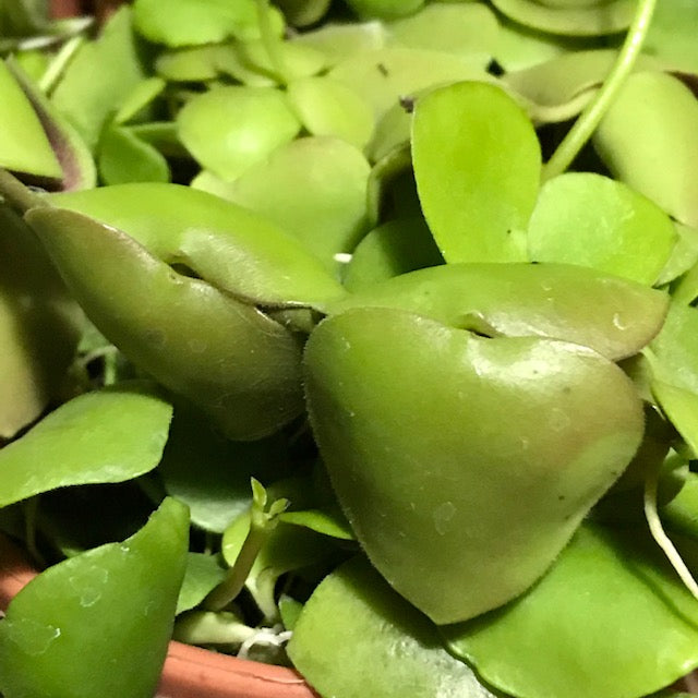 Dischidia cleistantha D31