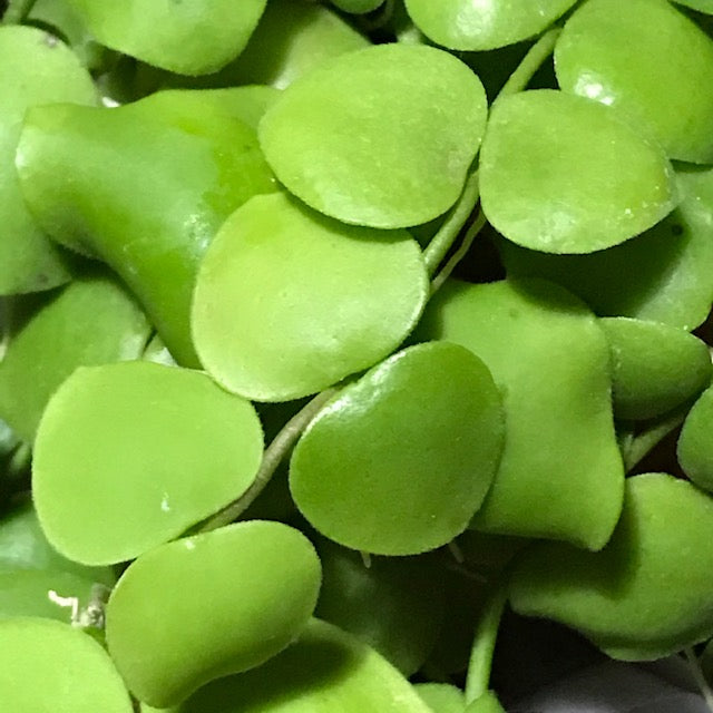 Dischidia cleistantha D31