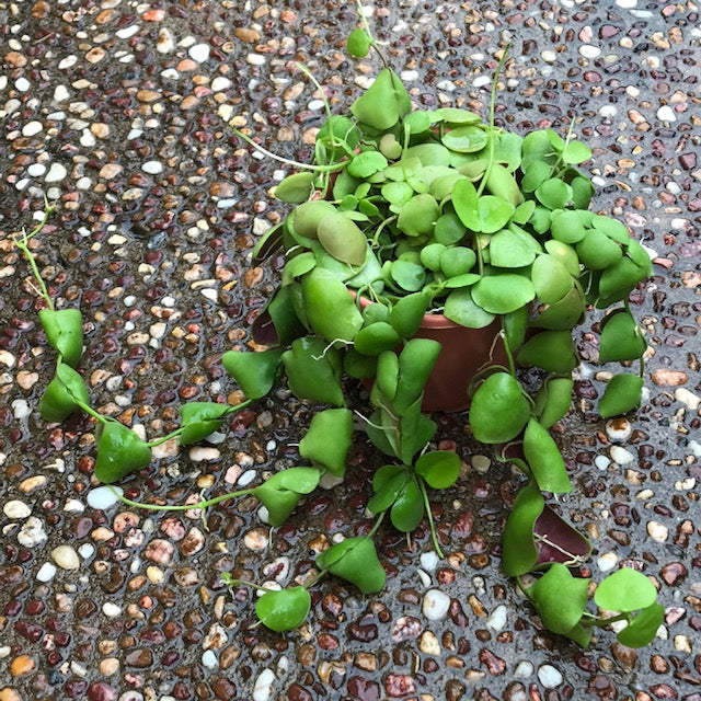 Dischidia cleistantha D31