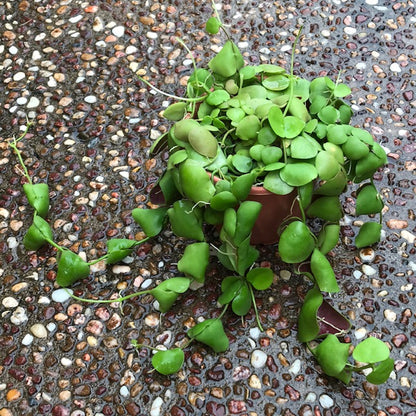 Dischidia cleistantha D31