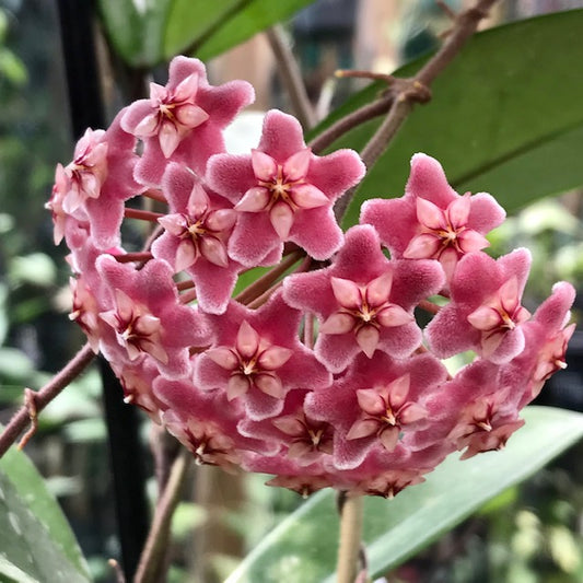 Hoya pubicalyx H165
