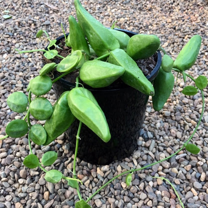 Dischidia major 'Rattle Skulls' D28