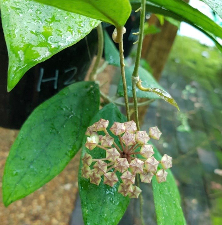Hoya finlaysonii H265