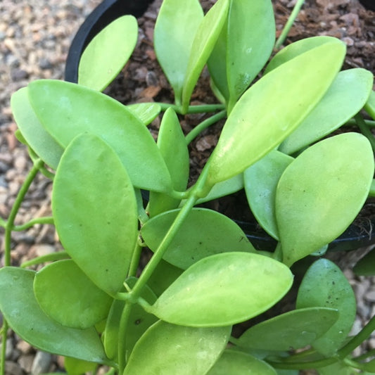 Dischidia oiantha D27