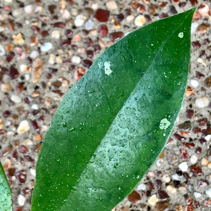 Hoya estrellaensis IML 1256 H232