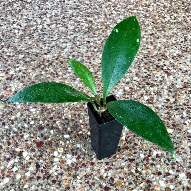 Hoya estrellaensis IML 1256 H232