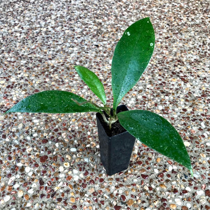 Hoya estrellaensis IML 1256 H232