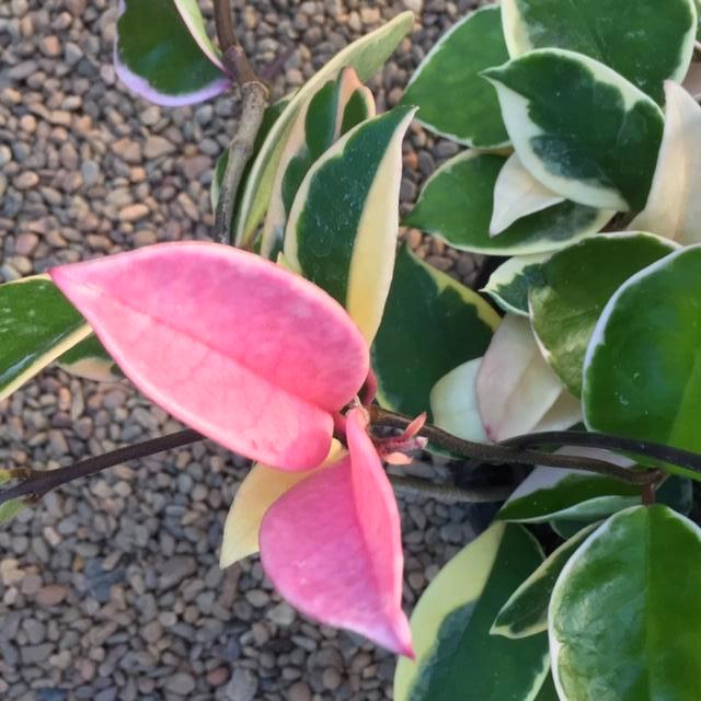Hoya carnosa variegata 'Purple Pride' H216