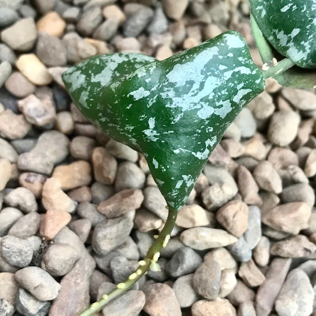 Hoya imbricata H319