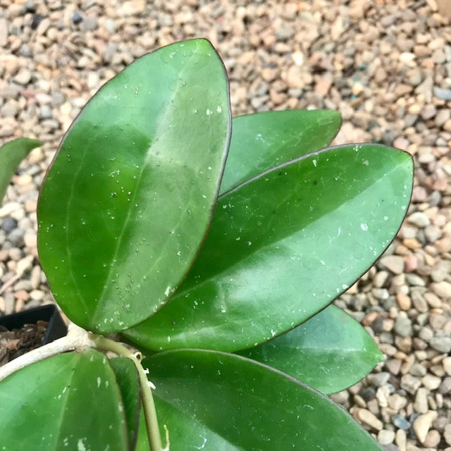 Hoya pottsii Thailand IML 1336 H301 Hoya Store Australia