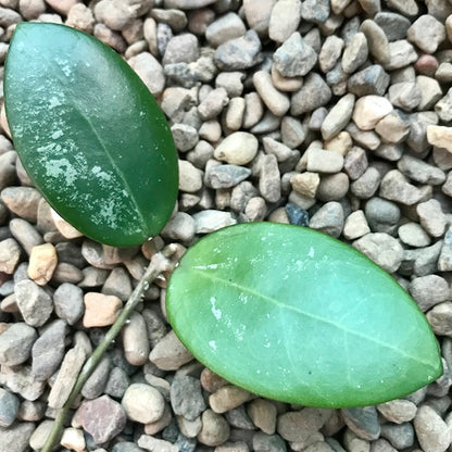 Hoya verticillata var. hendersonii H314