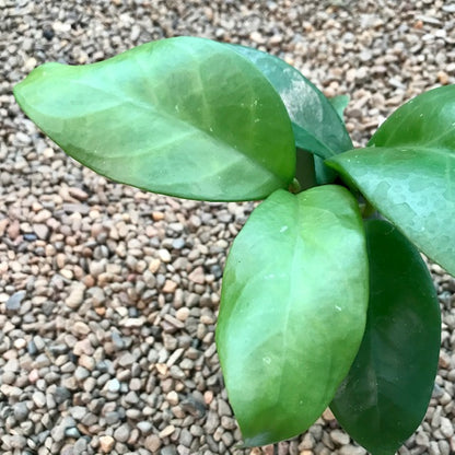 Hoya arnottiana Sikkim IML 1367 H312