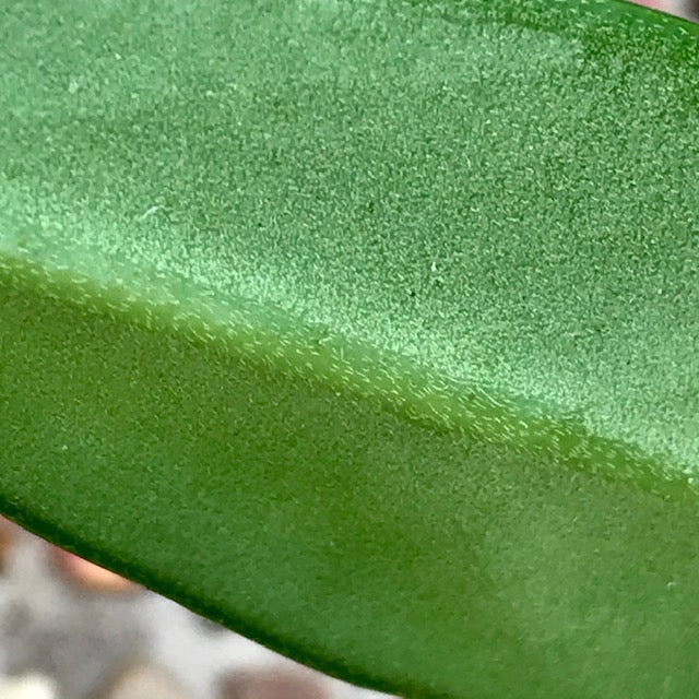 Hoya sp. India IML 1598 H325