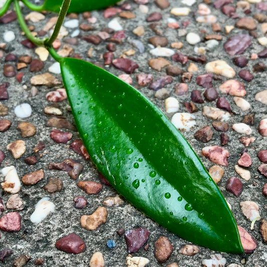 Hoya sp. India IML 1598 H325
