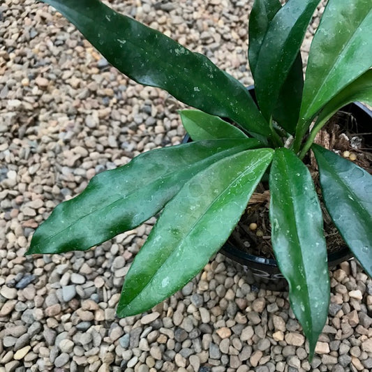 Hoya griffithii IML 1856 H299