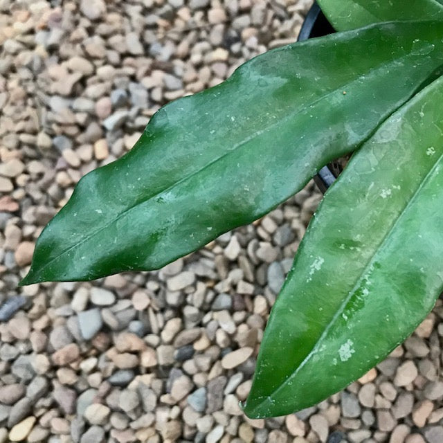 Hoya griffithii IML 1856 H299