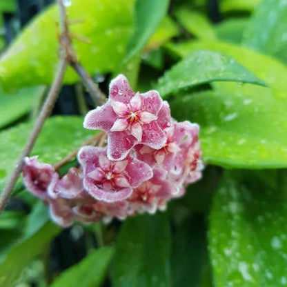 Hoya pubicalyx H165